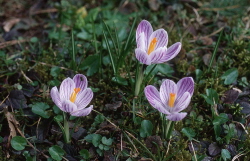 wandern ellmau