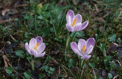 wildkogel bergbahnen